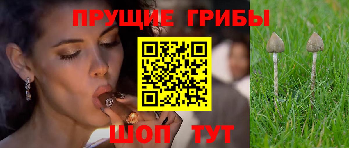 Галлюциногенные грибы Cubensis  Псилоцибиновые грибы мицелий  Уварово  Вход с VPN 